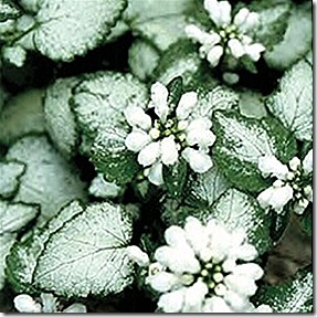 DeadNettle_Spotted_WhiteNancy