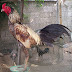 Trik Menguatkan Leher Ayam Aduan Menjadi Kebal dan Tangguh