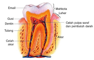 Saraf Pada Gigi & Cara Mengobati Sakit Gigi Karena Saraf