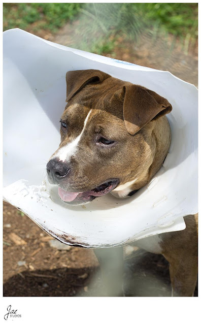 Non Profit Adoption Portrait Lynchburg Humane Society