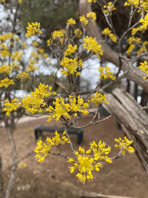 산수유 꽃