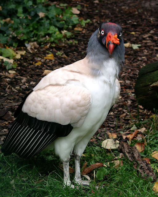 King vulture, Zoologischer Garten, Zoological Garden, Frankfurt