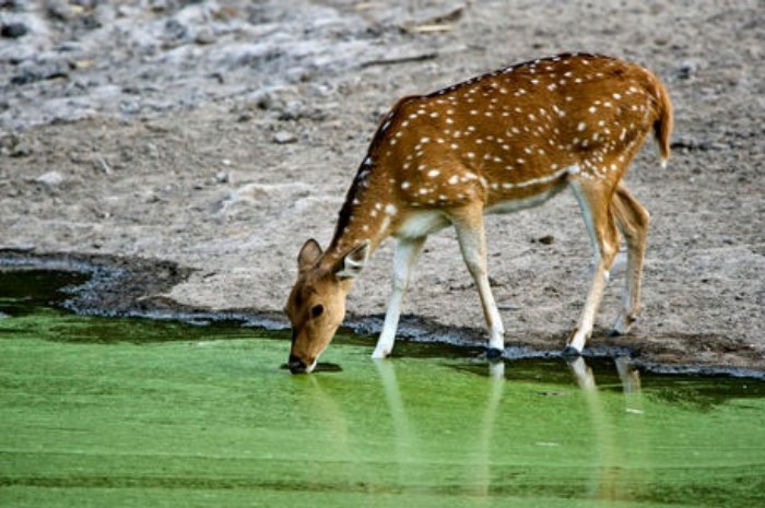 Gambar Rusa Minum Air Terbaru