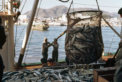 Vietnam Fishery Industry