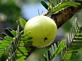 Magical benefits of amla for health,benefits of gooseberry