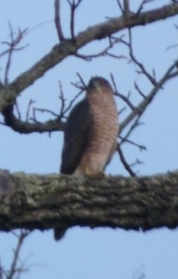 Cooper's hawk in tree