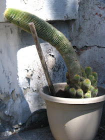 Drooping cactus in a pot by garden muses: a Toronto gardening blog