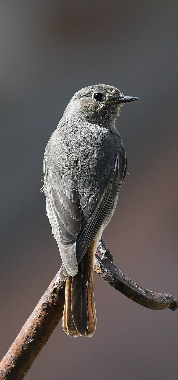 A cute grey bird.