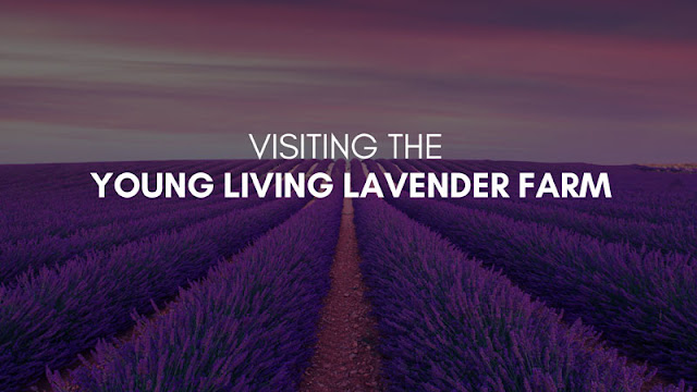 Visiting the young living lavender farm