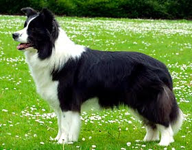 Border Collie