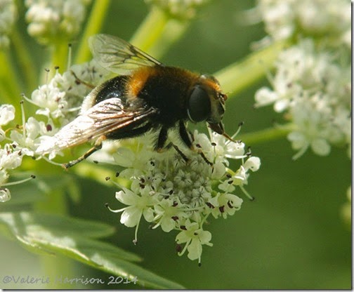 3-hoverfly volucella bombylans