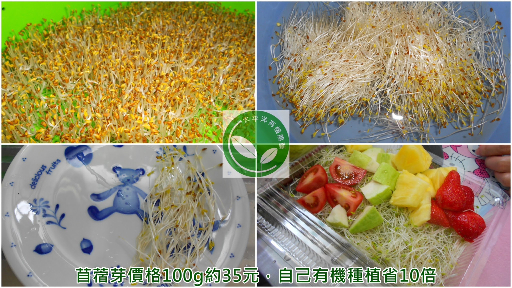 苜蓿芽價格100g約35元 自己有機種植省10倍 芽菜自己在家簡單種 有機無毒自己來把關 隨意窩xuite日誌 苜蓿芽價格100g約35元 自己有機種植省10倍 芽菜自己在家簡單種 有機無毒自己來把關 隨意窩xuite日誌