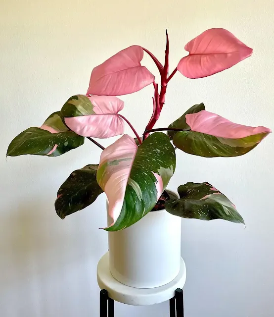 Pink Princess Philodendron