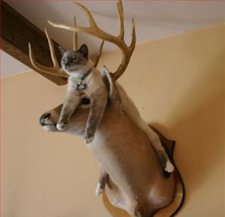 really funny cat photo resting on deer head mounted on wall classic pic