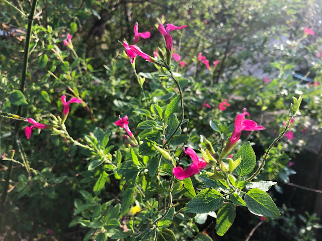 Bright pink flowers of blackcurrant sage in the morning light