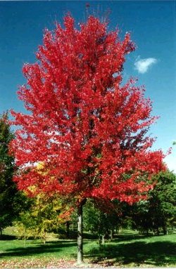 Autumn Blaze Maple Trees8