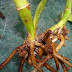 Cách xử lý lan mua về trong tình trạng khô rễ, trơ rễ