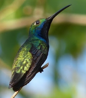 Anthracothorax nigricollis - Mango à cravate noire