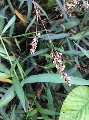 Barbasco - Persicaria punctata