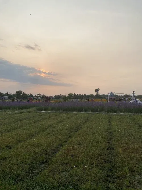 Farm Villaronte flower fields