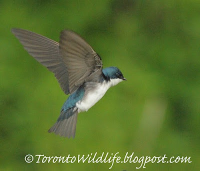 Swallow coming in for landing, Toronto photographer Robert Rafton