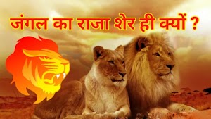 जंगल का राजा शेर ही क्यों ? : Why is the Lion the King of the Jungle?