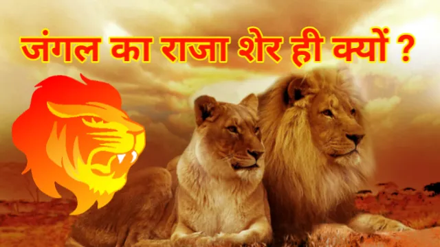 जंगल का राजा शेर ही क्यों ? , जंगल का राजा शेर ही क्यों ? : Why is the Lion the King of the Jungle? , Abhay kumar jain , अभय कुमार जैन
