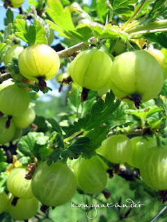 gooseberry-ripening