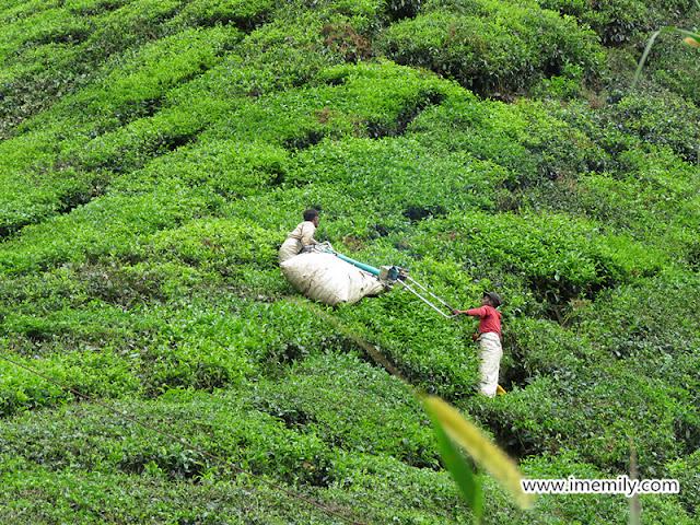 BOH Tea Plantation @ Cameron Highlands 