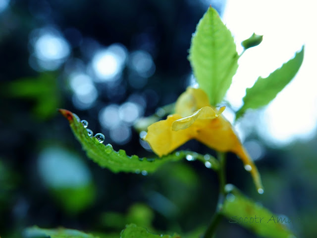 Impatiens noli-tangere
