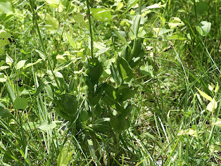 Épipactis à larges feuilles - Epipactis helleborine