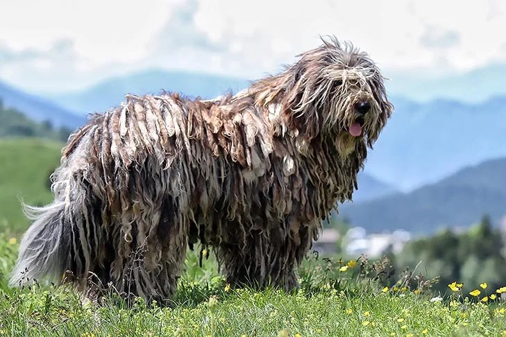 A Bergamasco Sheepdog standing in a field