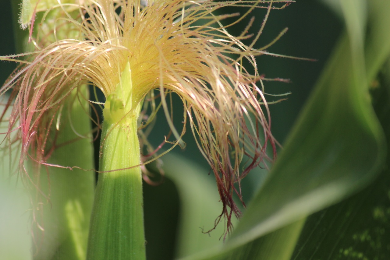 Apa Fungsi Rambut  Pada Jagung  Mahmudah Blog