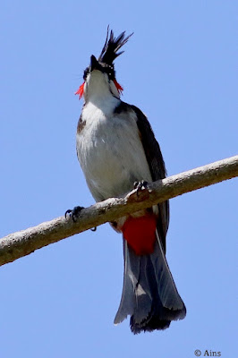 "Red-whiskered Bulbul (Pycnonotus jocosus), a medium-sized songbird with a distinctive appearance. Recognizable by its brownish plumage, red patch behind the eye, and prominent red whisker marks. Perched on a  branch."