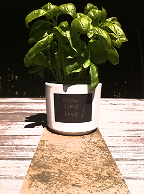Grow some love, fresh Basil on garden table in sunshine 