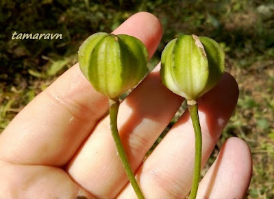 Лилия двурядная (Lilium distichum)