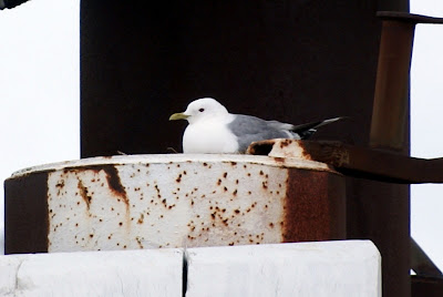 Unwaarsfûgel - Stormmeeuw - Larus canus