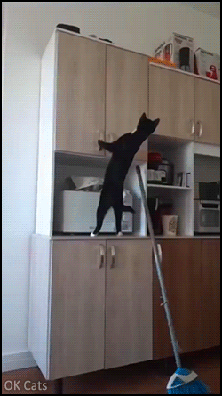 Funny Cat GIF • “Where are my treats?” Tuxedo cat opens cabinet and goes inside! [ok-cats.com]
