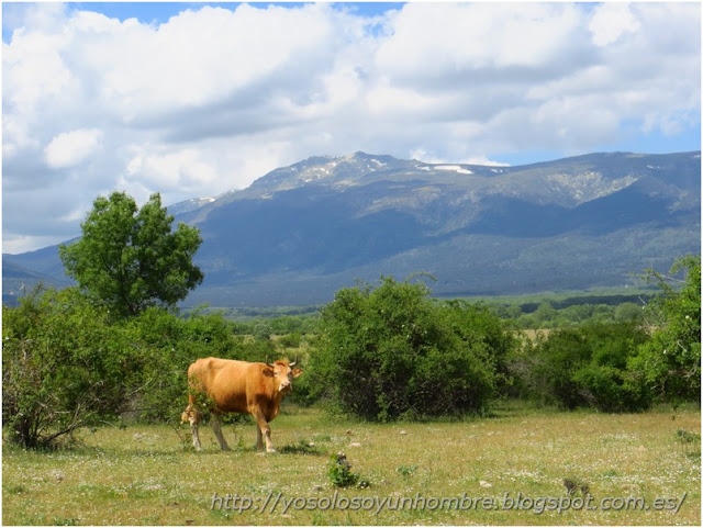 Vaca curiosa