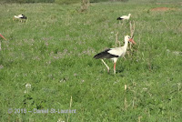 White storks, Tanzania, by Daniel St-Laurent, Jan. 2018