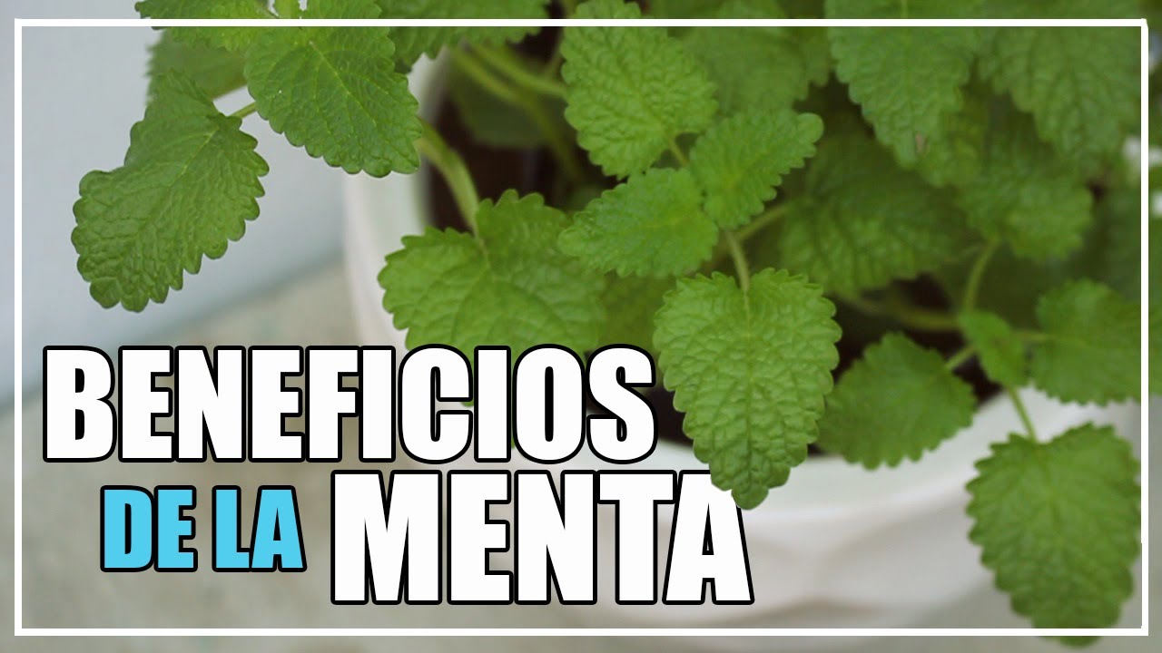 Propiedades de las Hojas de Menta | Para que sirve la menta | Beneficios de la Menta