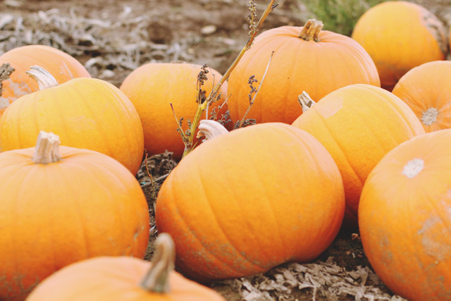 Pile of Pumpkins