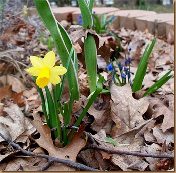 Spring flowers