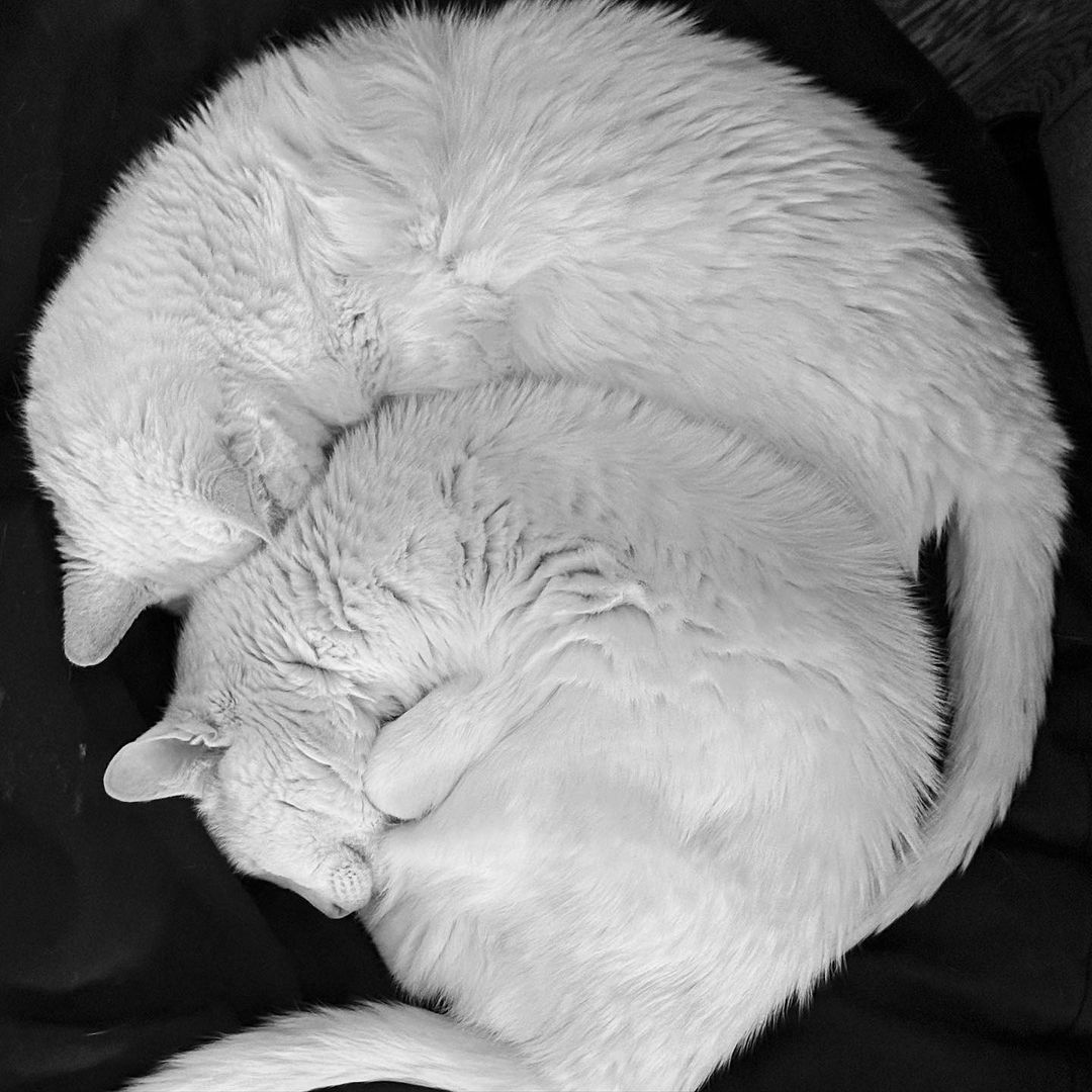 Twin cats cuddling