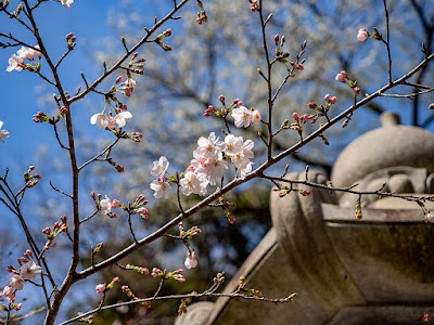 Sakura (Japanese cherry) flowers: Kencho-ji