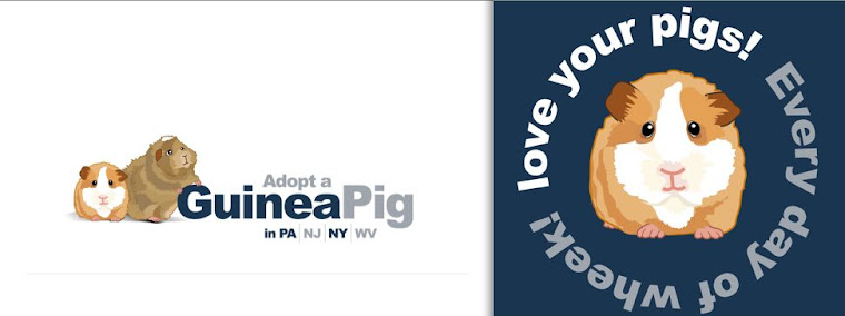 Adopt a Guinea Pig in PA/NJ/NY/WV