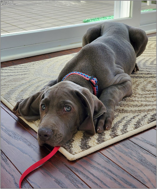 weimaraner