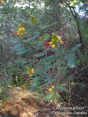 Barba de chivo Caesalpinia gilliesii