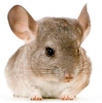 chinchila