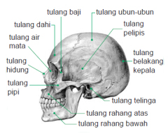 Yustika Rahmah 206 Nama tulang beserta latinnya